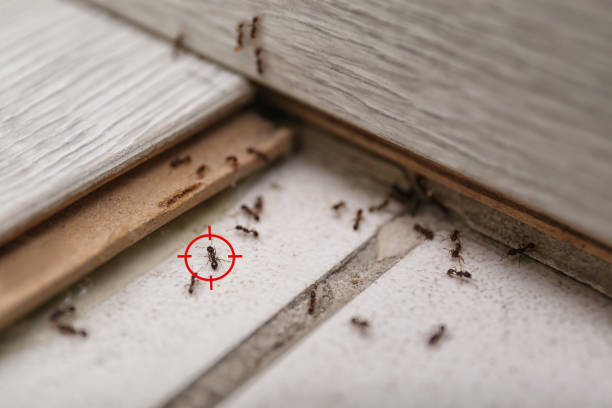 Best Exterminator Services  in Granite Hills, CA