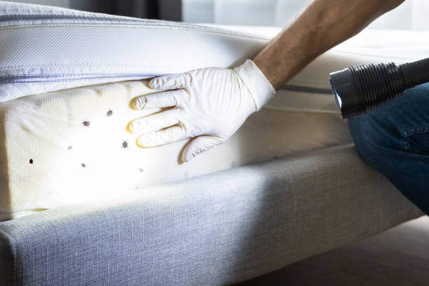 Best Wasp Removal Services  in Granite Hills, CA