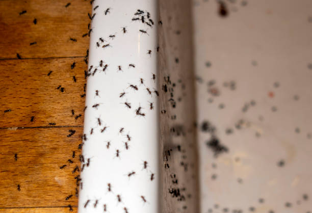 Best Mosquito Control Services  in Granite Hills, CA
