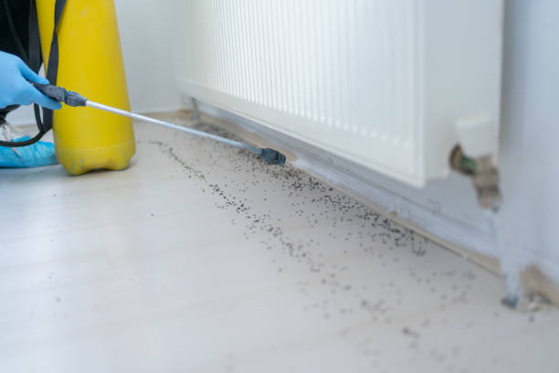 Best Pest Removal Services  in Granite Hills, CA